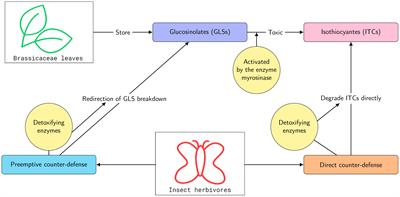 Comparing two strategies of counter-defense against plant toxins: a modeling study on plant–herbivore interactions